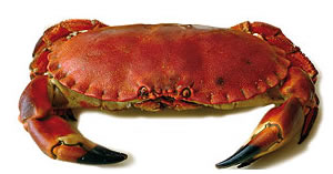 Buey de mar a la veneciana (Cocina italiana – Venecia)